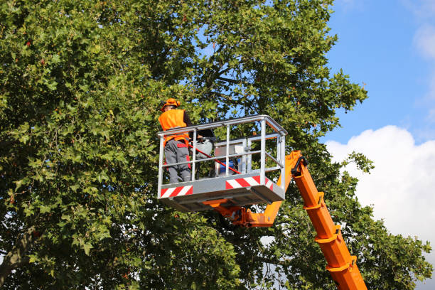 Best Leaf Removal  in Vassar College, NY